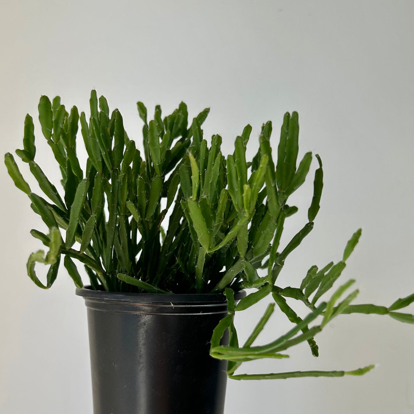 Rhipsalis Ewaldiana 4” pot
