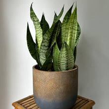 Load image into Gallery viewer, Sansevieria Robusta approximately 2Ft tall in 8.5”pot
