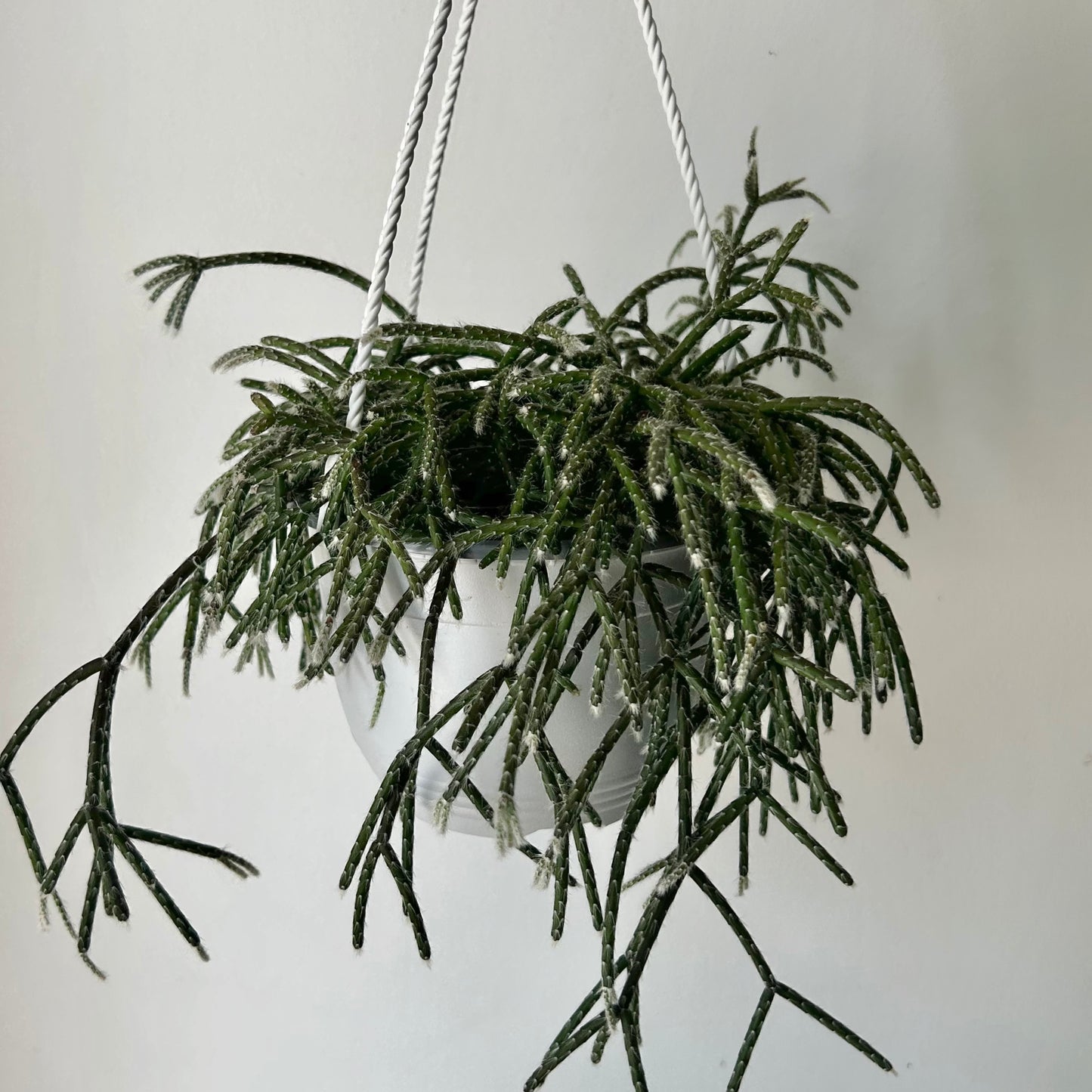 Hairy-Stemmed Rhipsalis (pilocarpa) 6” hanging basket