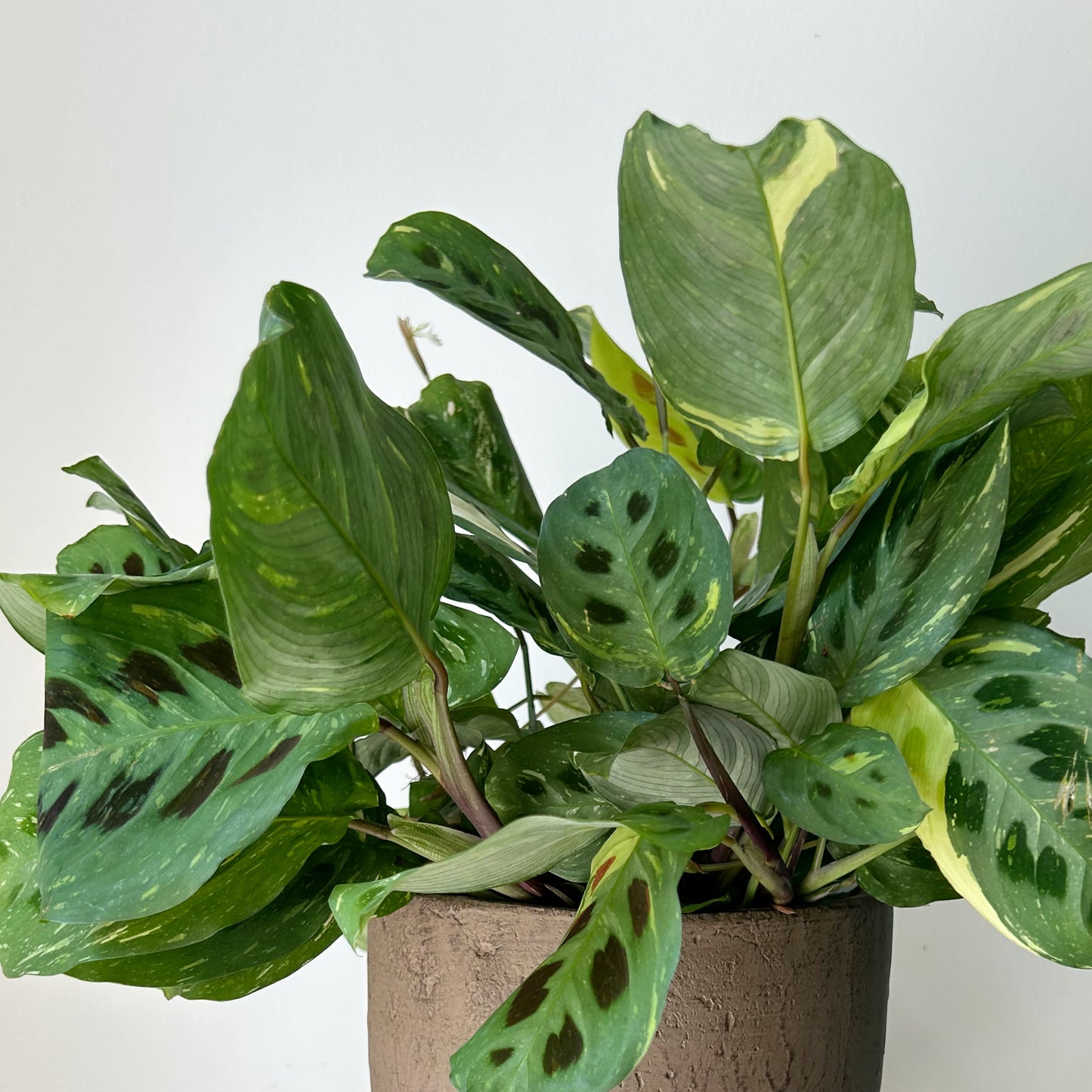 Maranta leuconeura 'Beauty Kim” 6”pot