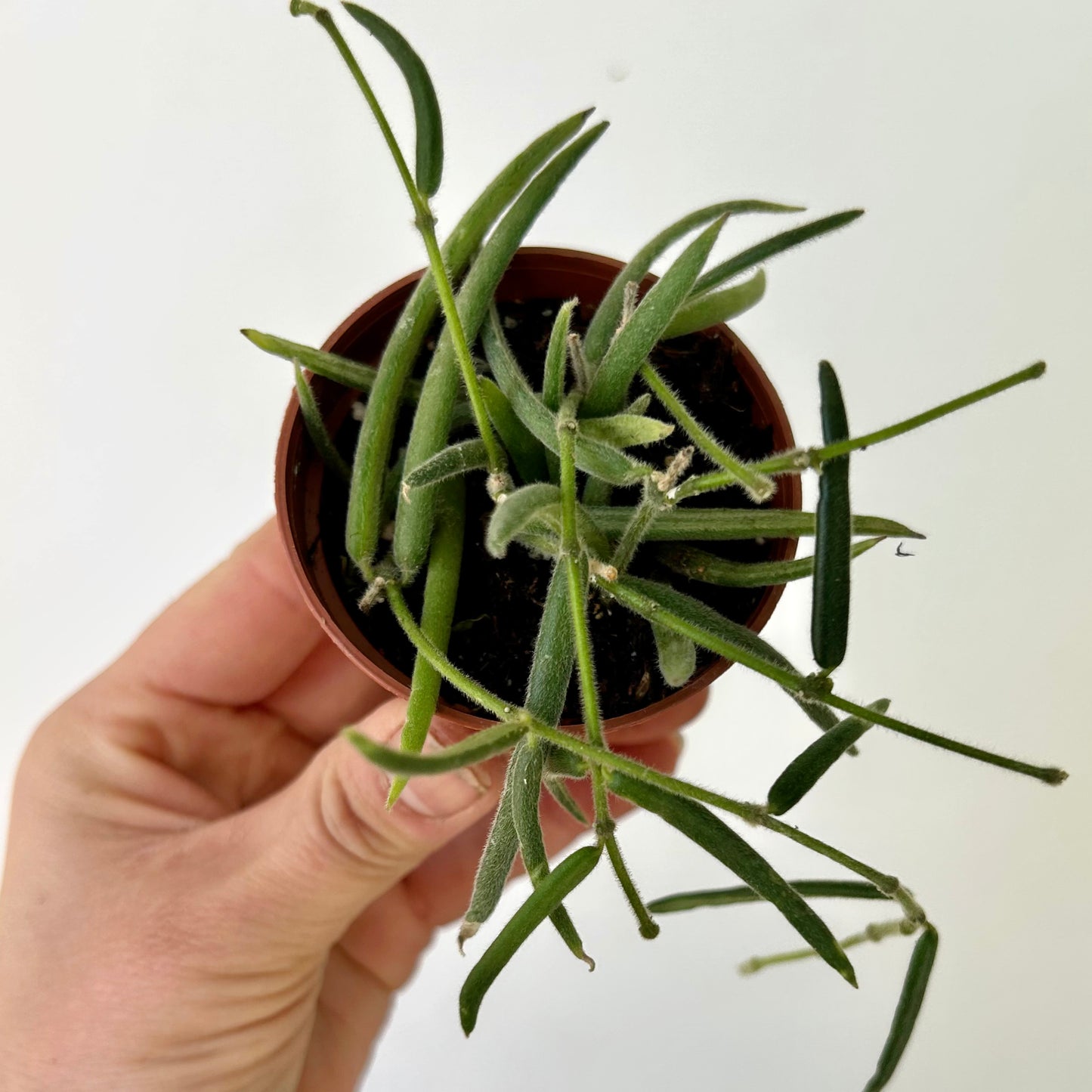 Hoya Lineris 2.5”pot