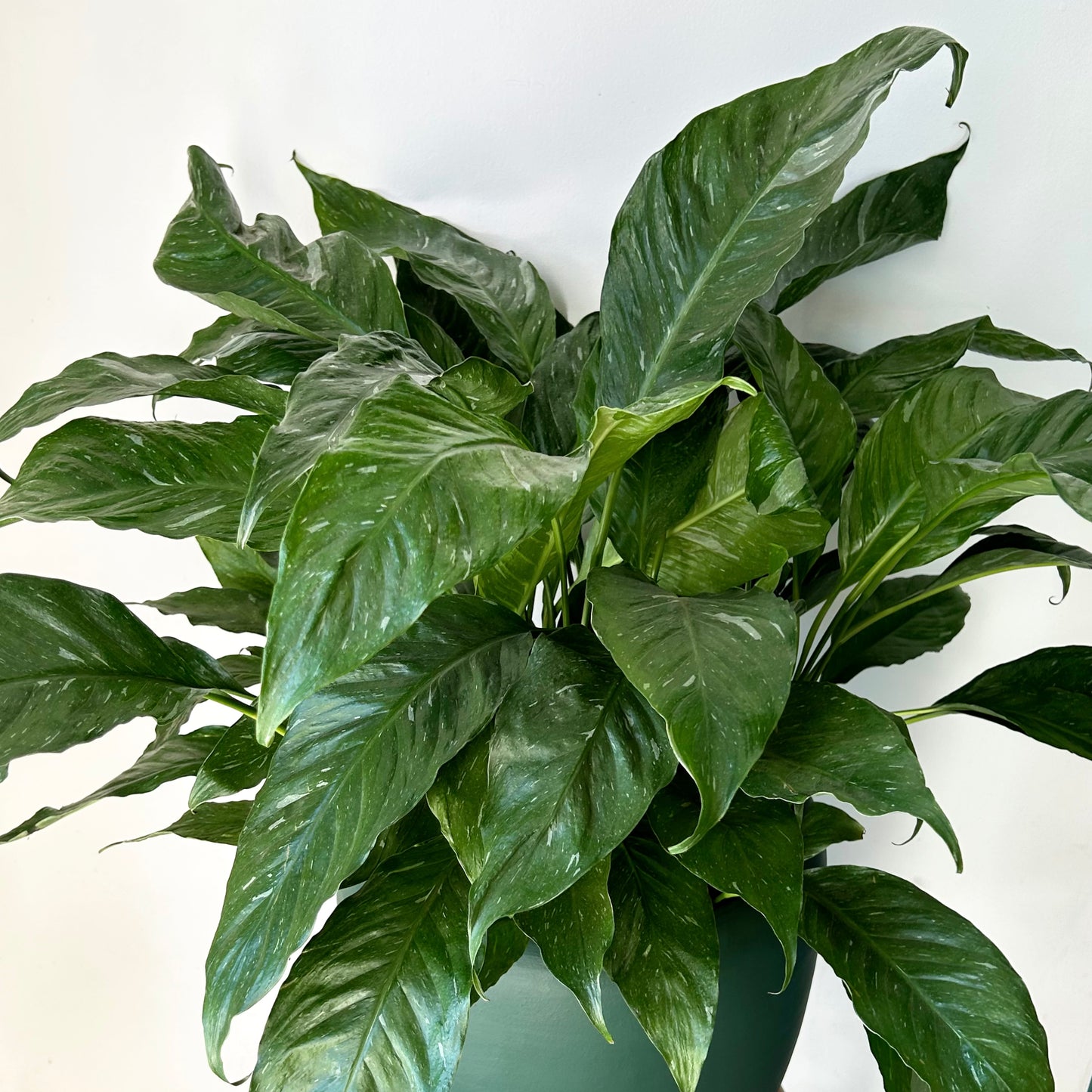 Variegated Peace Lily “Domino” approximately 3ft tall 10”pot