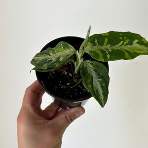 Aglaonema "Pictum Tricolor" 3.5”pot