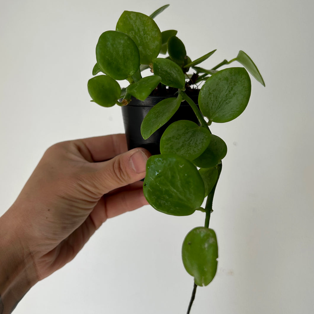 Hoya Biankensis 3