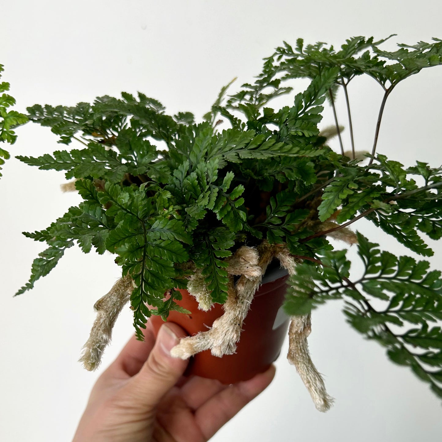 Rabbit foot fern 4” pot