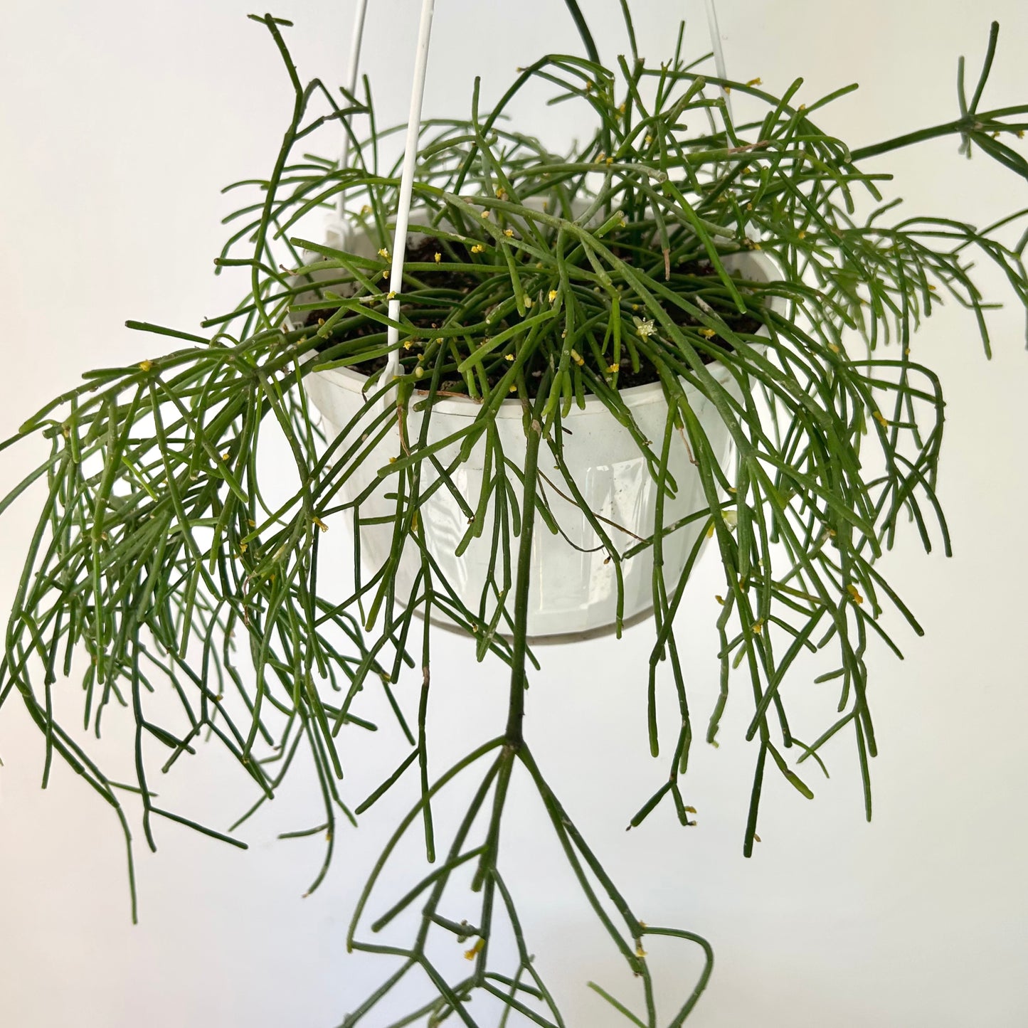 Rhipsalis capilliformis 6”hanging basket