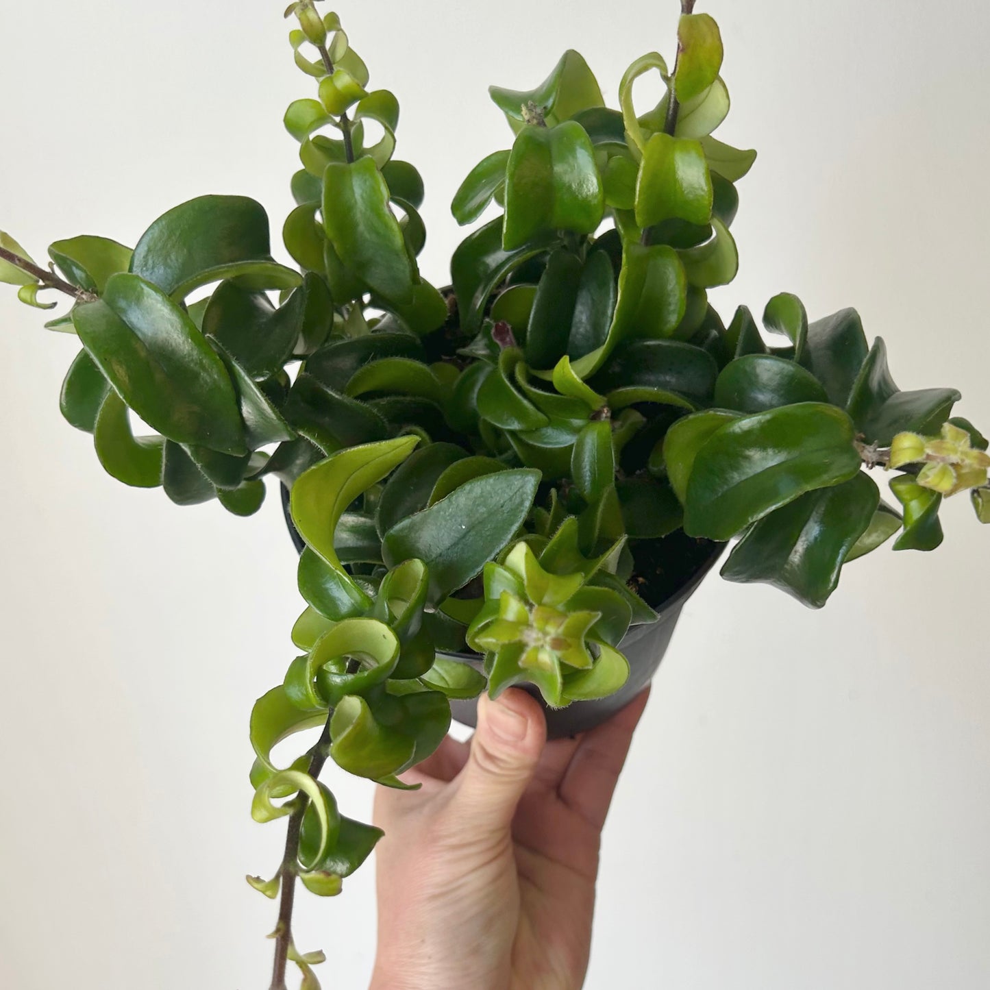 Rasta Lipstick Plant (Aeschynanthus radicans) 5”pot