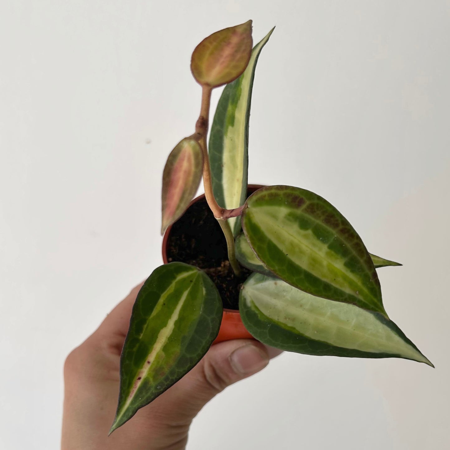 Hoya latifolia “Pot of Gold” 3”pot