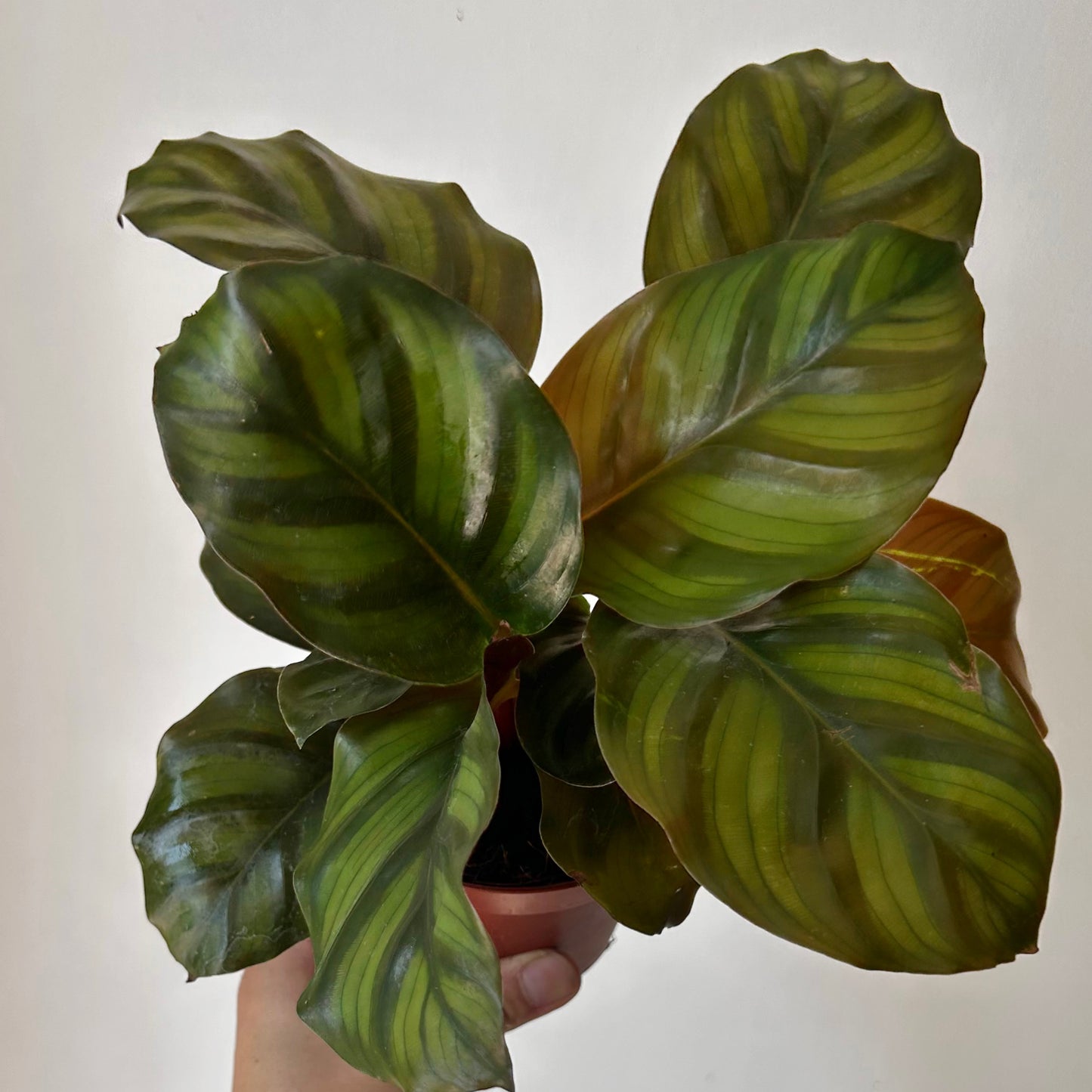 Calathea fasciata 4”’pot