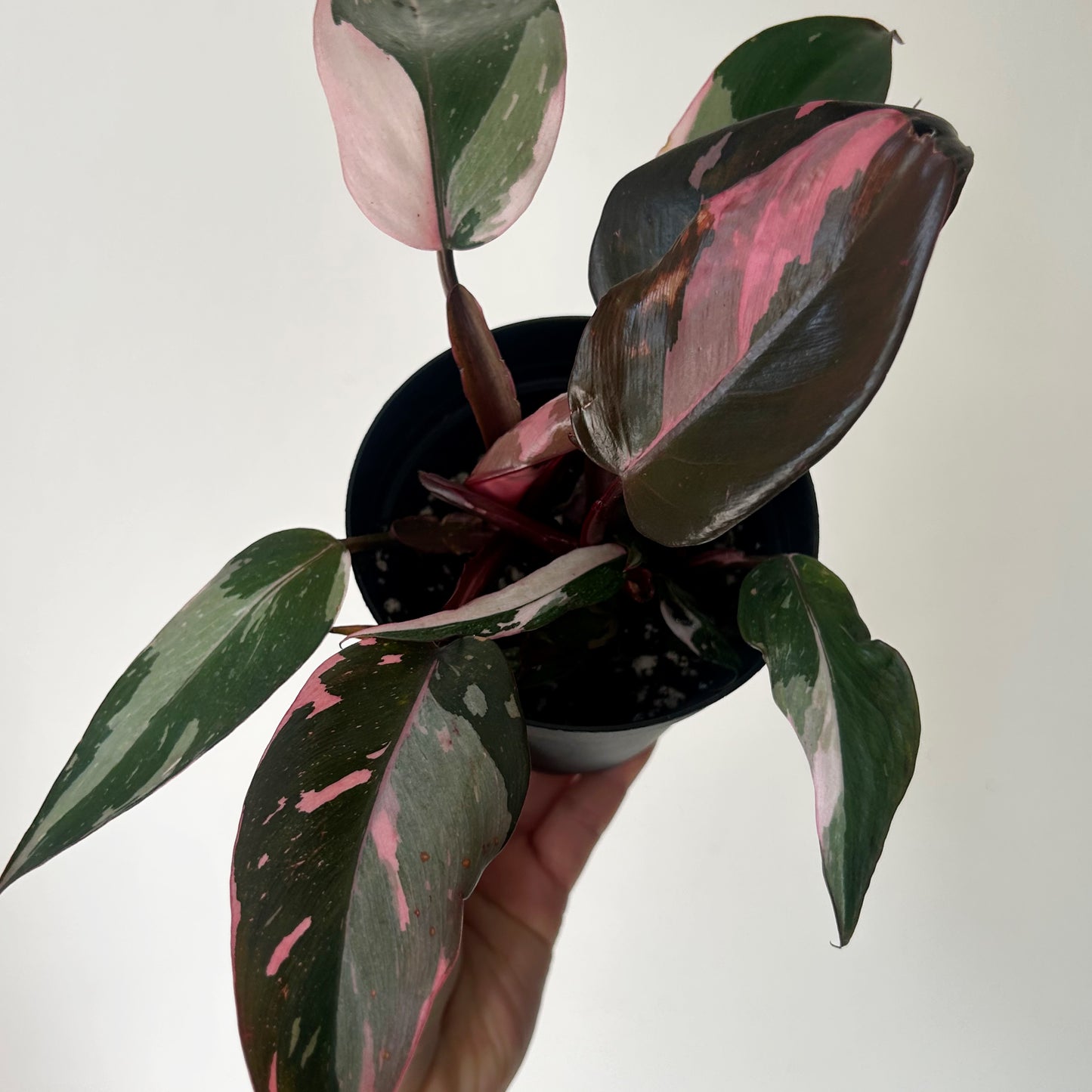Philodendron “Pink Princess” 3.5”pot