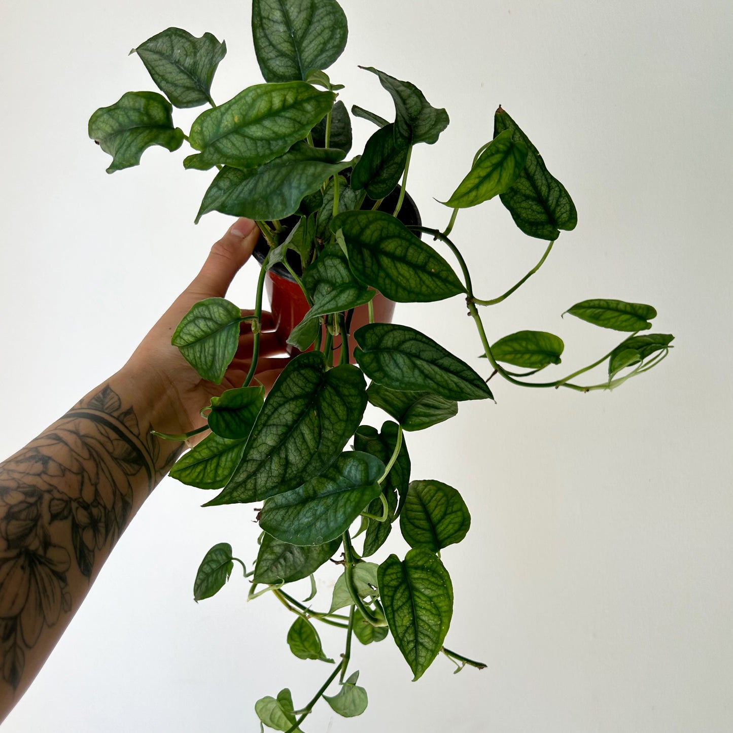 Monstera Siltepecana 4” pot