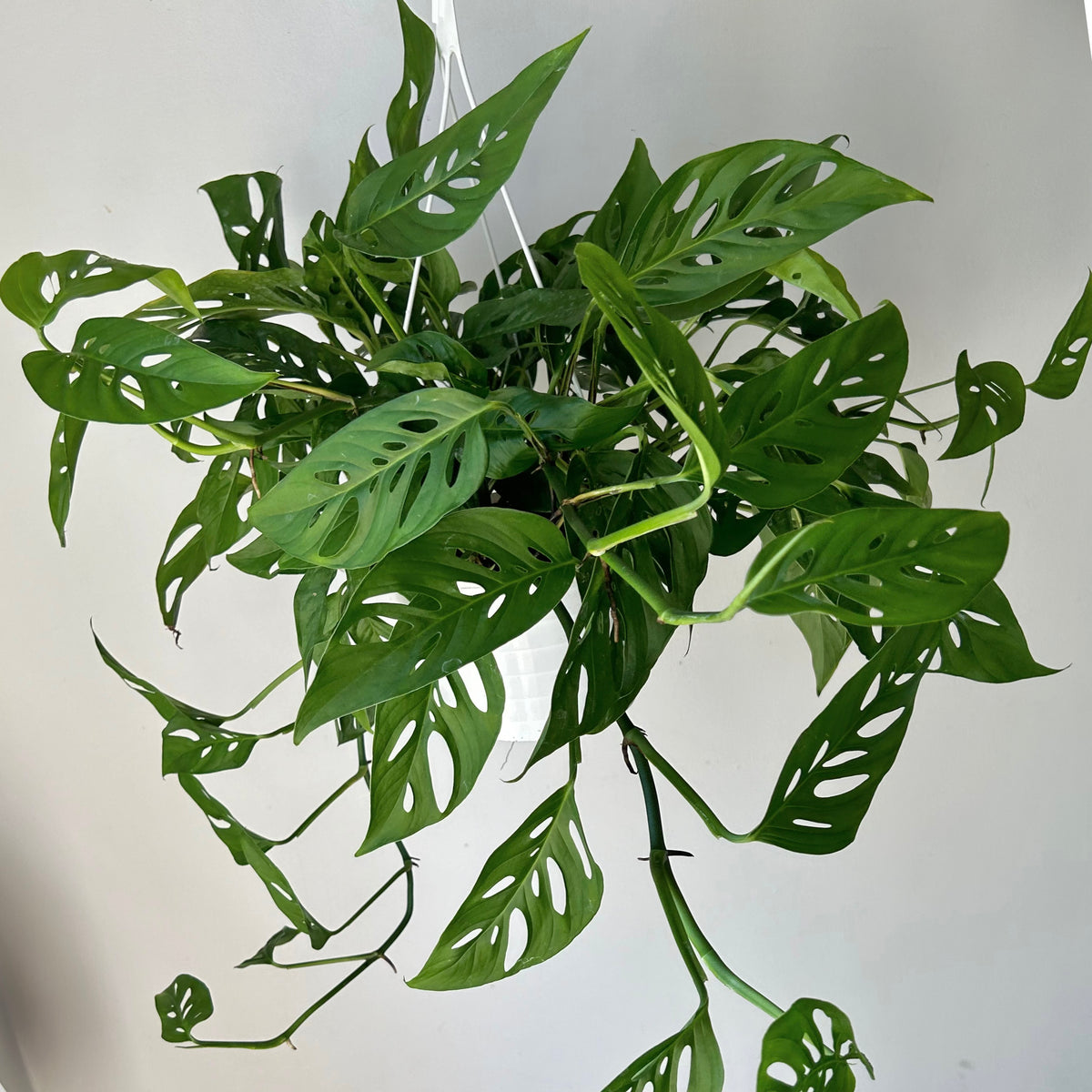 Monstera Adansonii (Narrow Form) 8” hanging basket