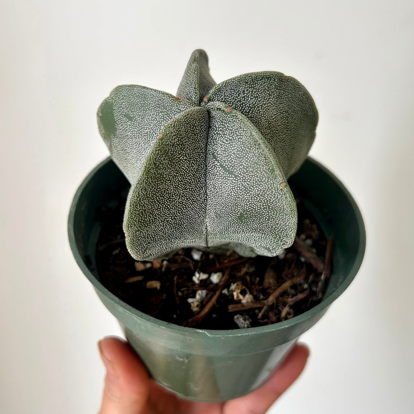 Bishops Cap Cactus (astrophytum myriostigma quadricostatum )3.5” pot