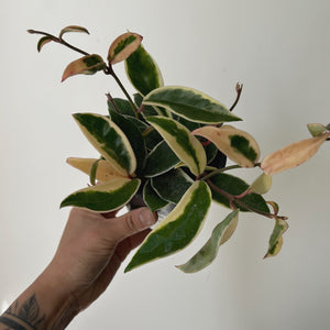 Hoya carnosa "Krimson Queen” 4” pot