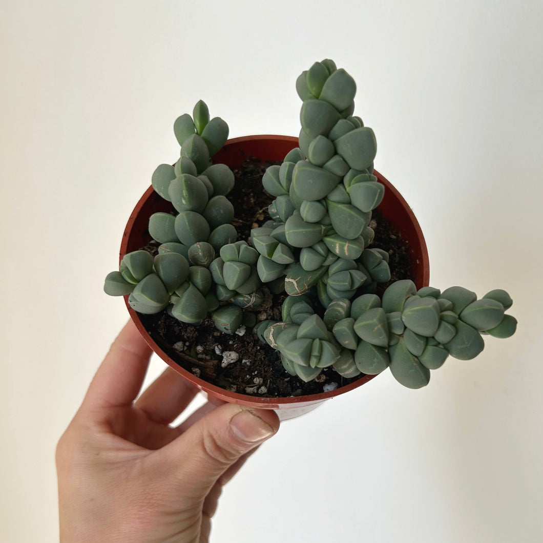 Ice Plant  (Corpuscularia Lehmannii) 4” pot