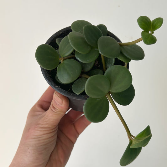 Peperomia tetraphylla “Hope" 3.5" pot