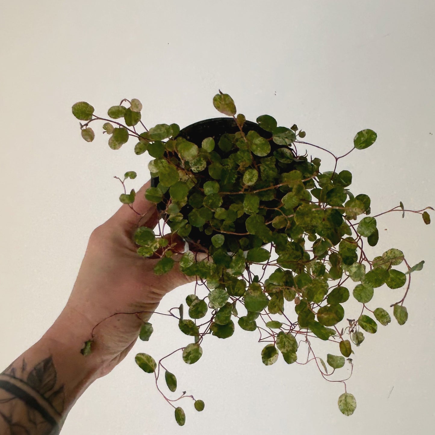 Variegated Angel Vine (Muehlenbeckia Axillaris) 3.5” pot