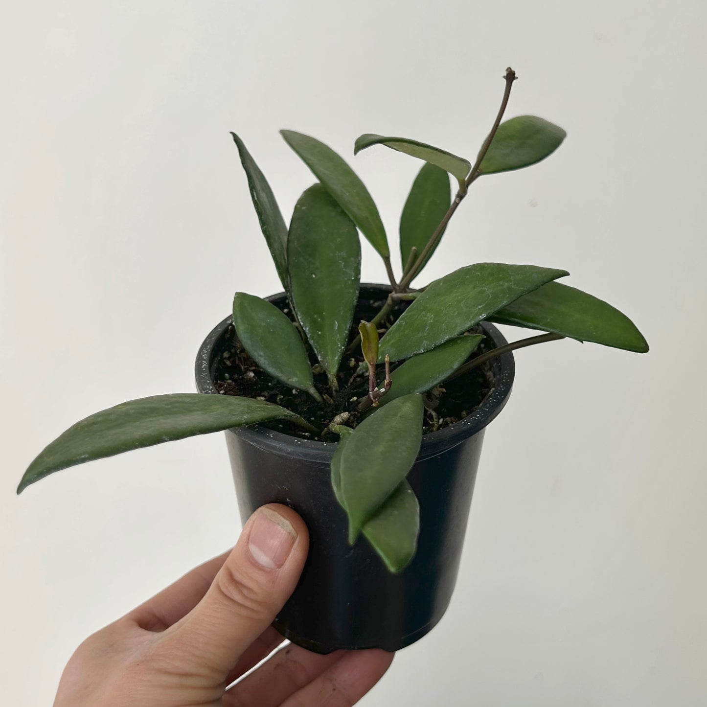 Hoya davidcummingii 3.5”pot