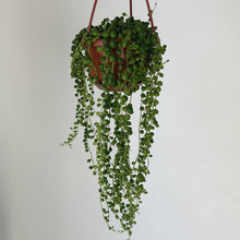 Load image into Gallery viewer, String of Pearls (Senecio Rowleyanus) 4.5 hanging basket
