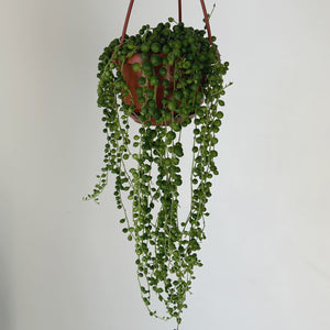 String of Pearls (Senecio Rowleyanus) 4.5 hanging basket