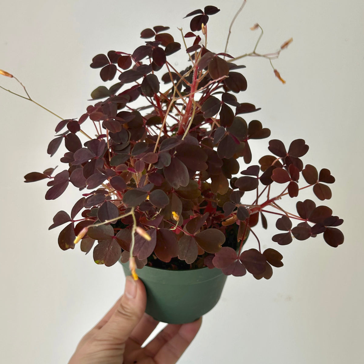Oxalis vulcanicola 4” pot