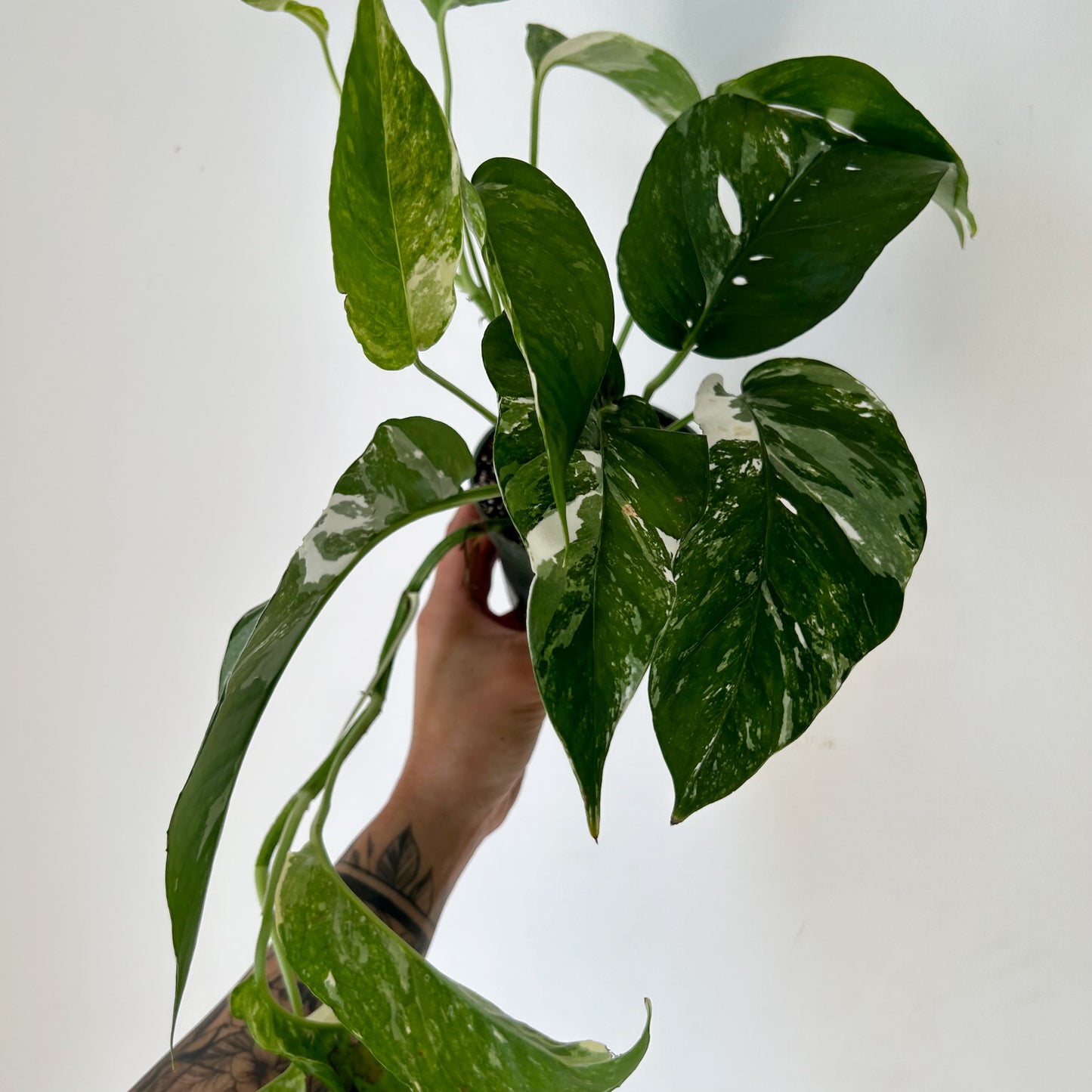 Epipremnum Pinnatum "Albo Variegata" 4" pot