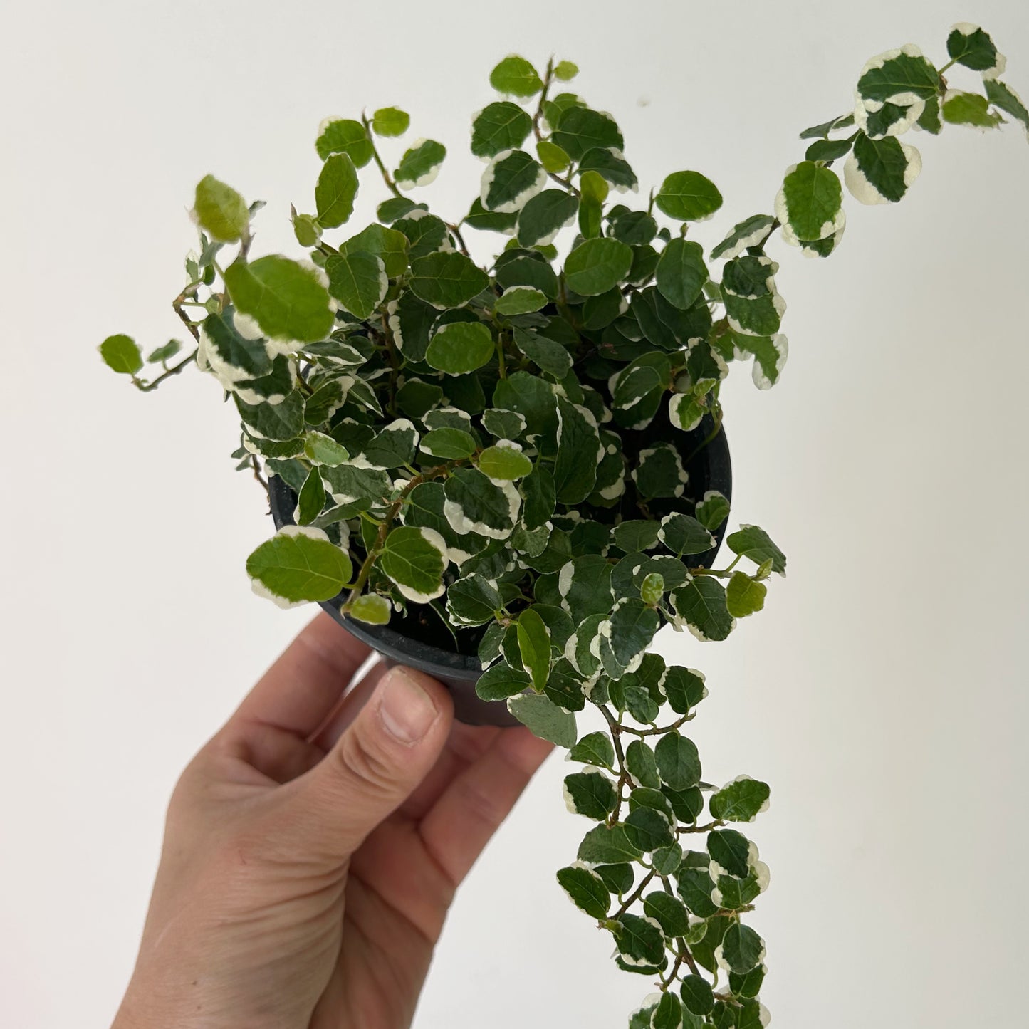 Variegated Creeping Fig  (Ficus pumila) 3.5"pot