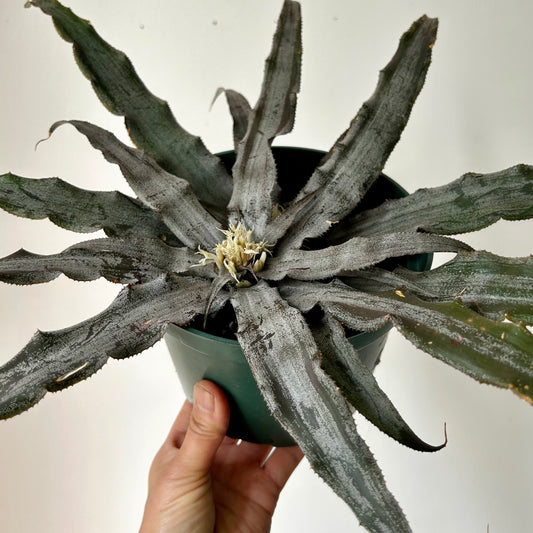 Earth Star Cryptanthus 6”pot