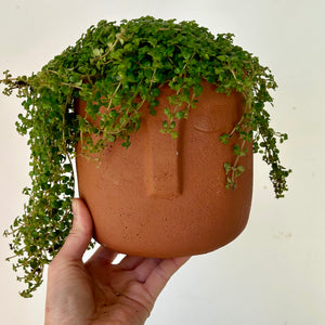 LEO Face Planter (5”X5.25") available in light grey + terra cotta