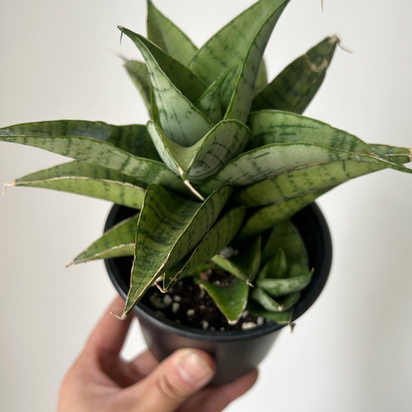 Sansevieria  “Piano” 3.5”pot
