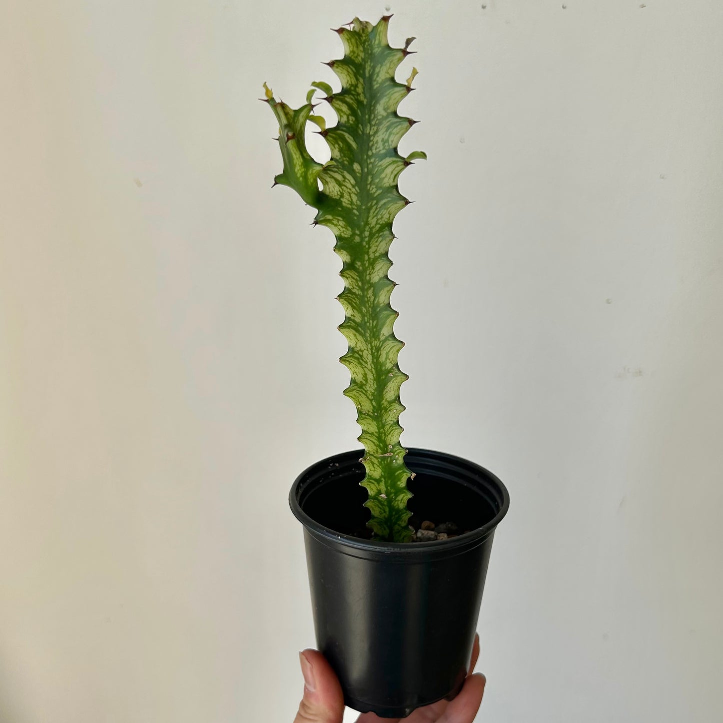 Euphorbia trigona variegata in 3.5” pot