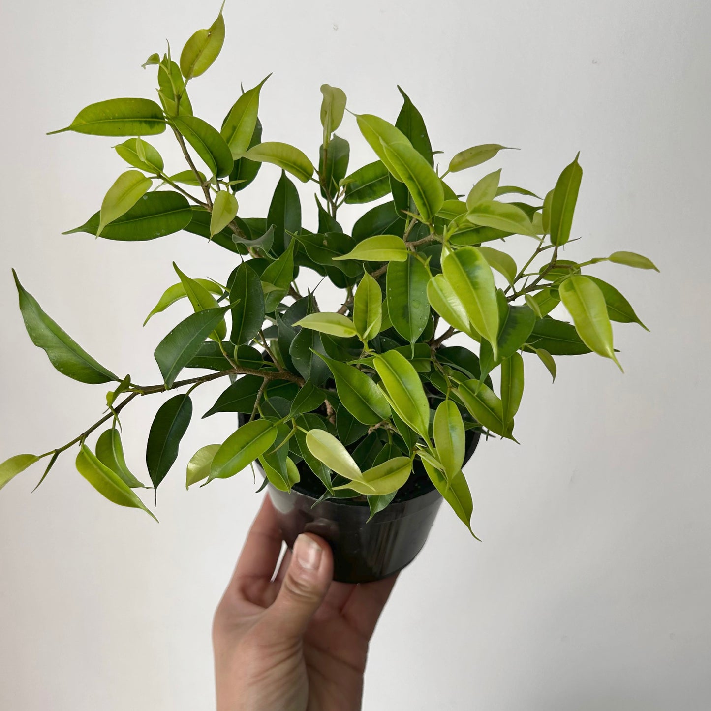 Ficus Benjamina (Small-leaf) 4”pot