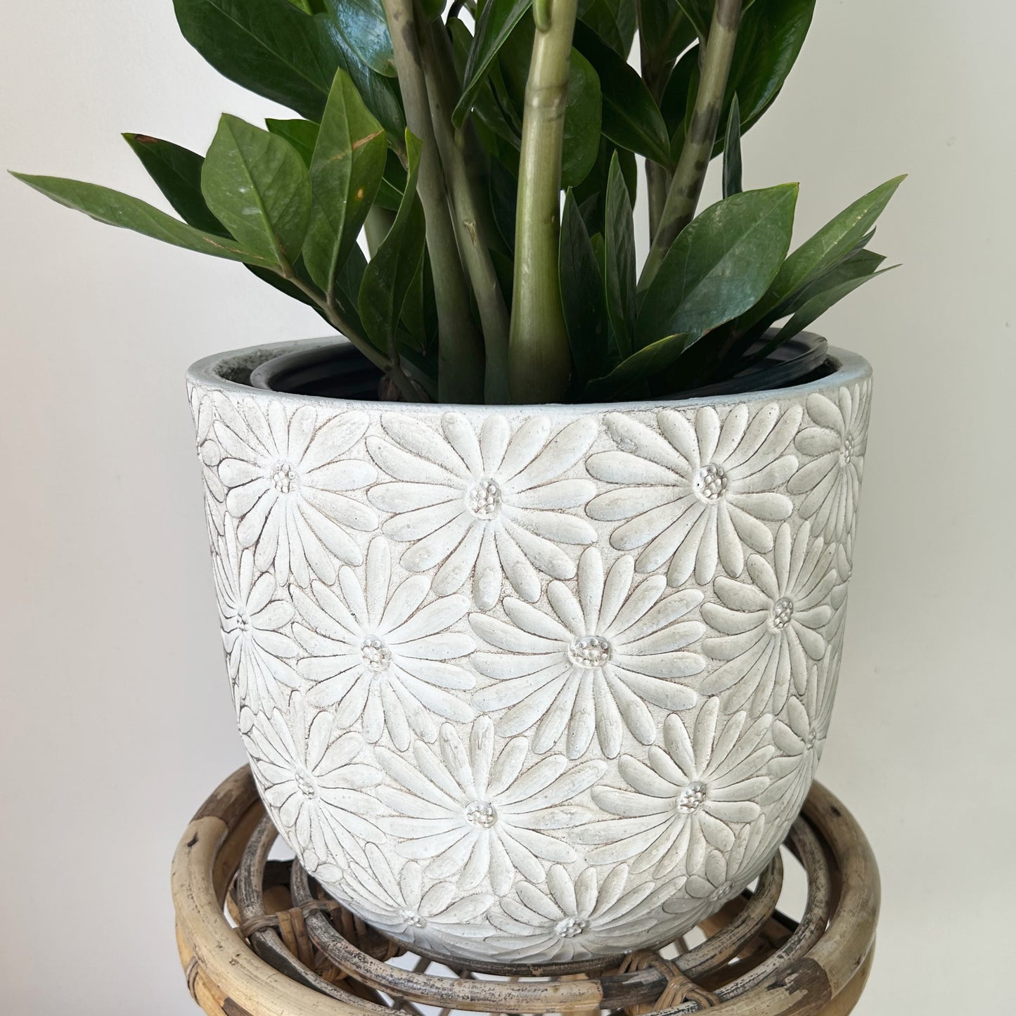 DAISY Large decorative cement pot (available in two sizes)