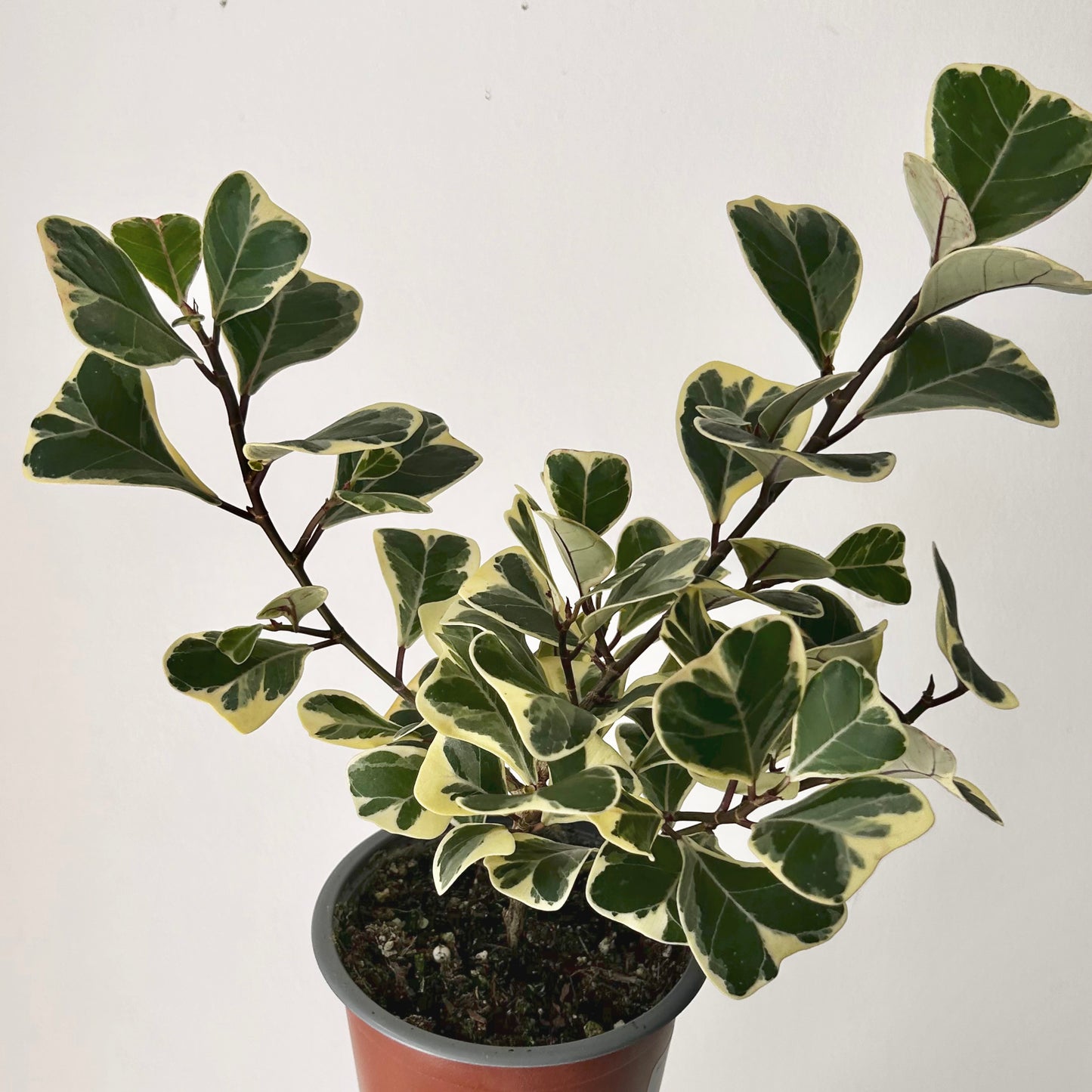 Ficus Triangularis Variegata 4” pot