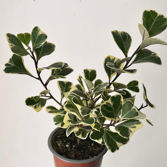 Ficus Triangularis Variegata 4” pot