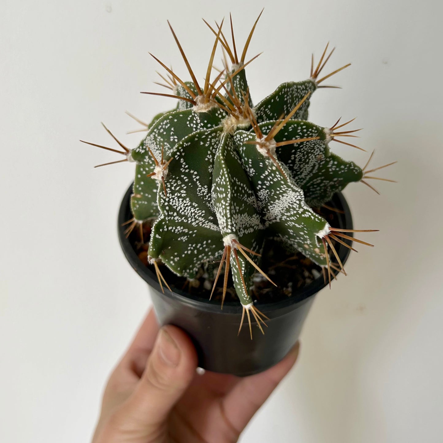 Monk's hood cactus (Astrophytum ornatum ) 4”pot