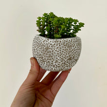 Load image into Gallery viewer, Grey Asymmetric Textured Stone Pot (2.5&quot;X 3.5&quot;)
