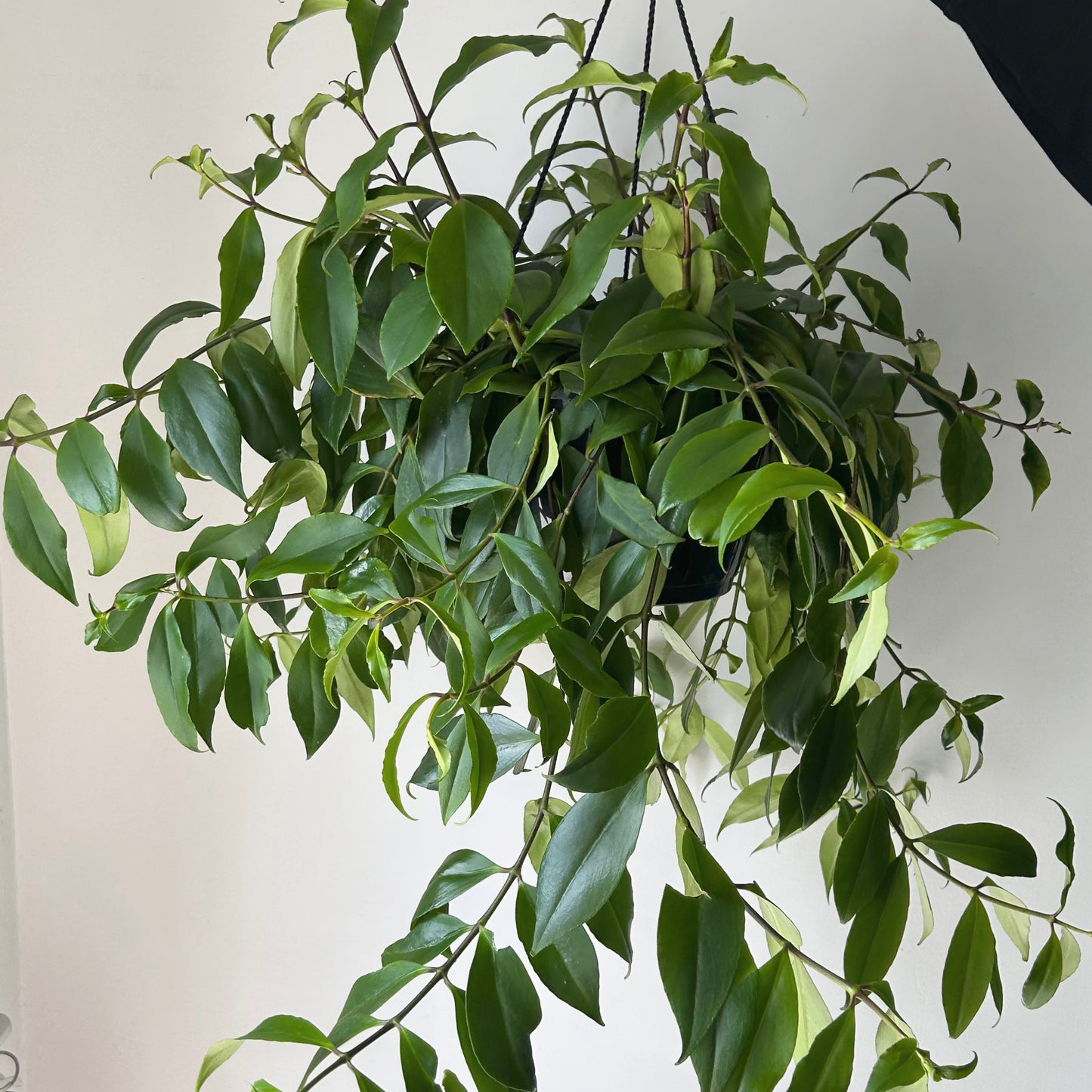 Lipstick Plant (Aeschynanthus) 10” hanging basket