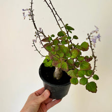 Load image into Gallery viewer, Bonsai Mint (Plectranthus ernstii, ) 4” pot
