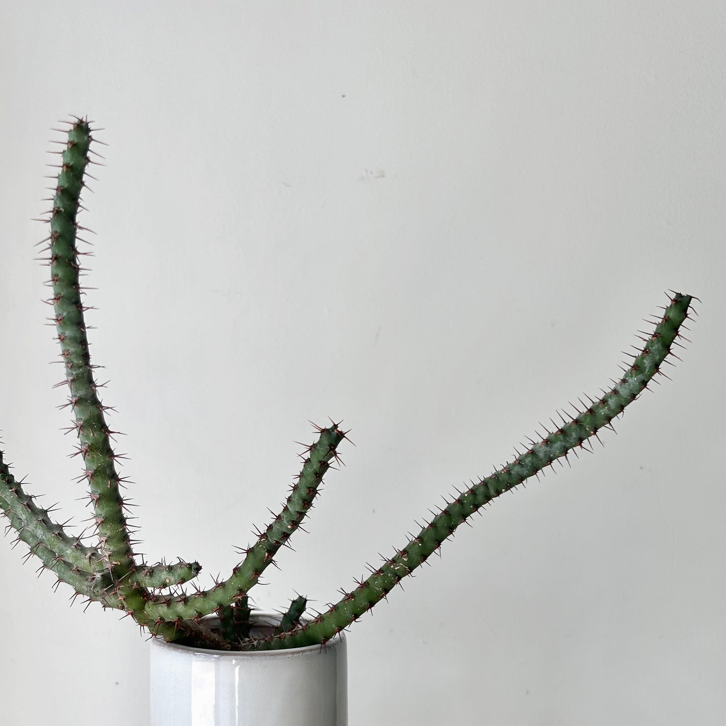 Euphorbia cuprispina 3.5” pot