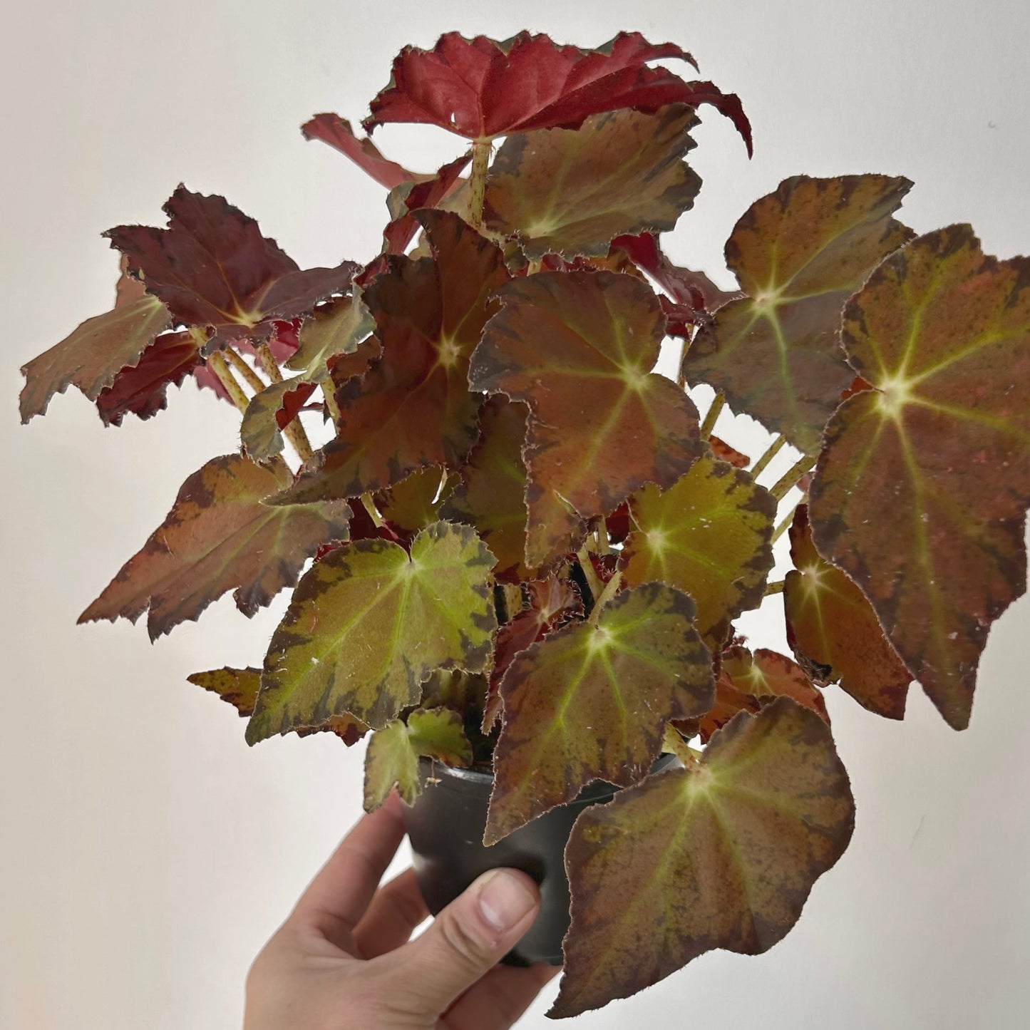 Begonia Rex 4” pot