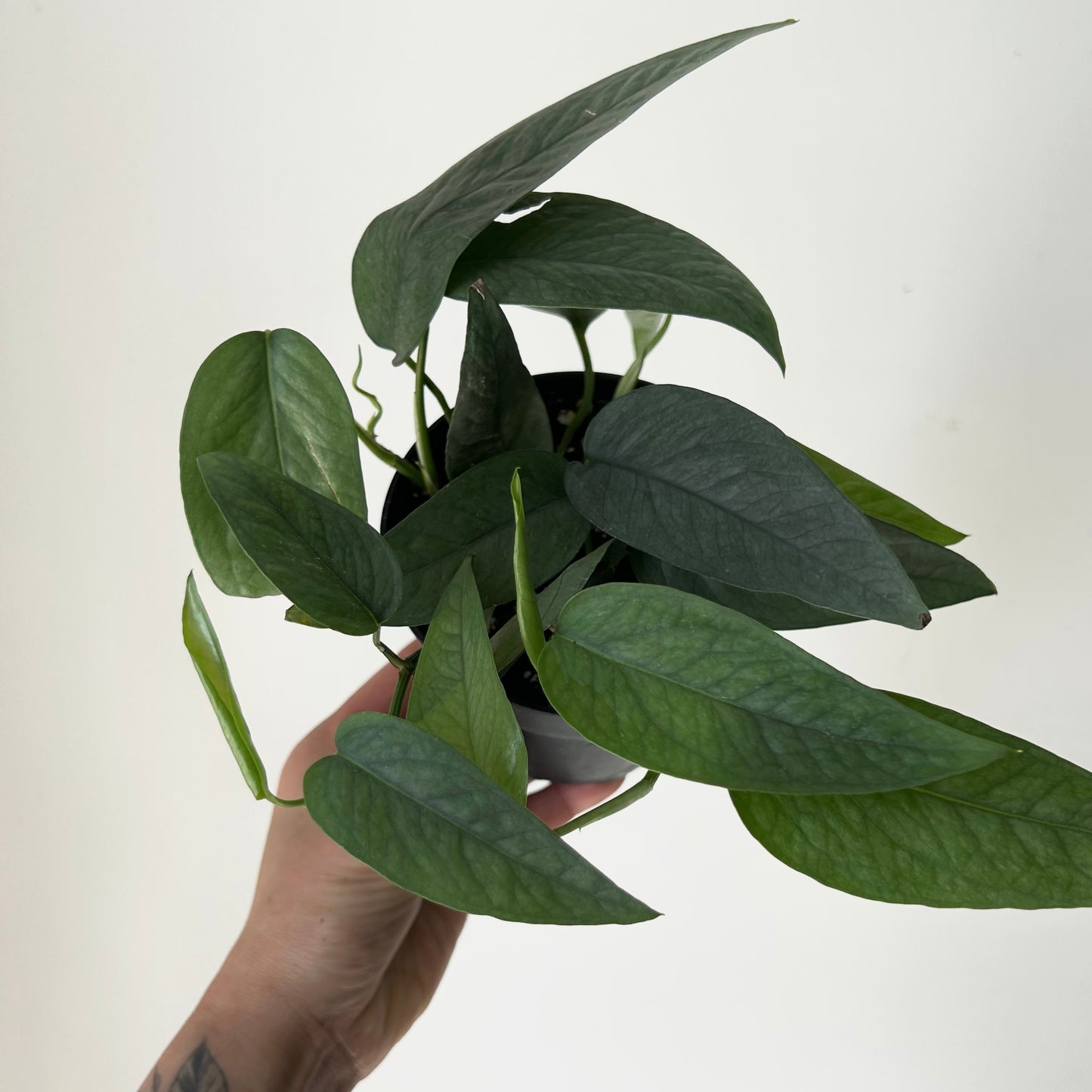Pothos “Cebu Blue” 4”pot