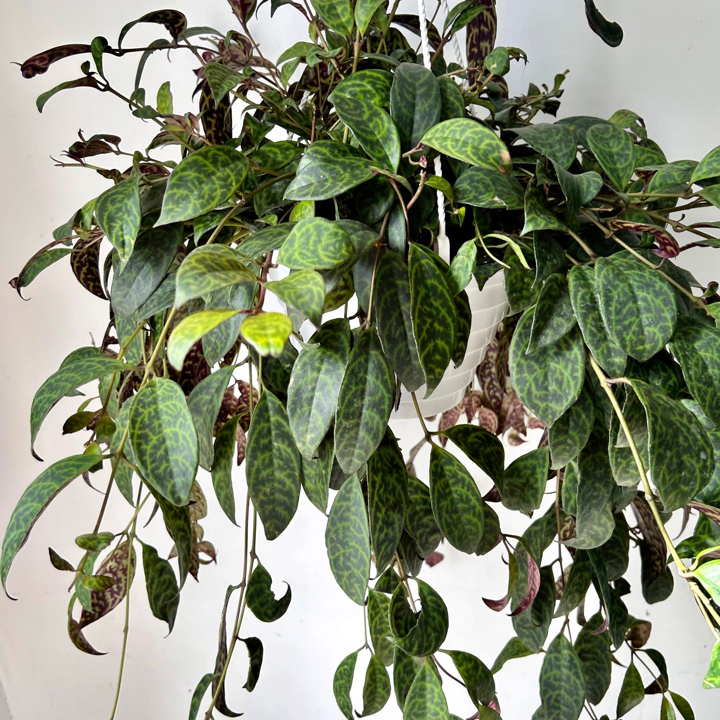 Black Pagoda Lipstick Vine (Aeschynanthus Longicaulis) 8" hanging basket