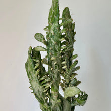 Load image into Gallery viewer, Opuntia Variegated “Joseph’s Coat” 4” pot
