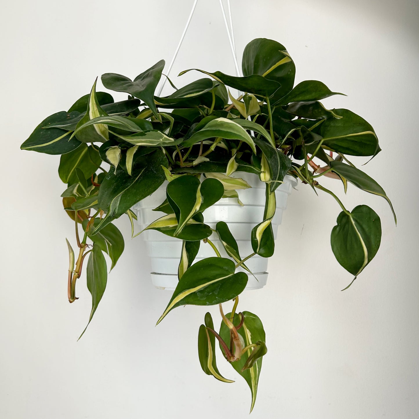 Philodendron "Silver Stripe” 8” hanging basket