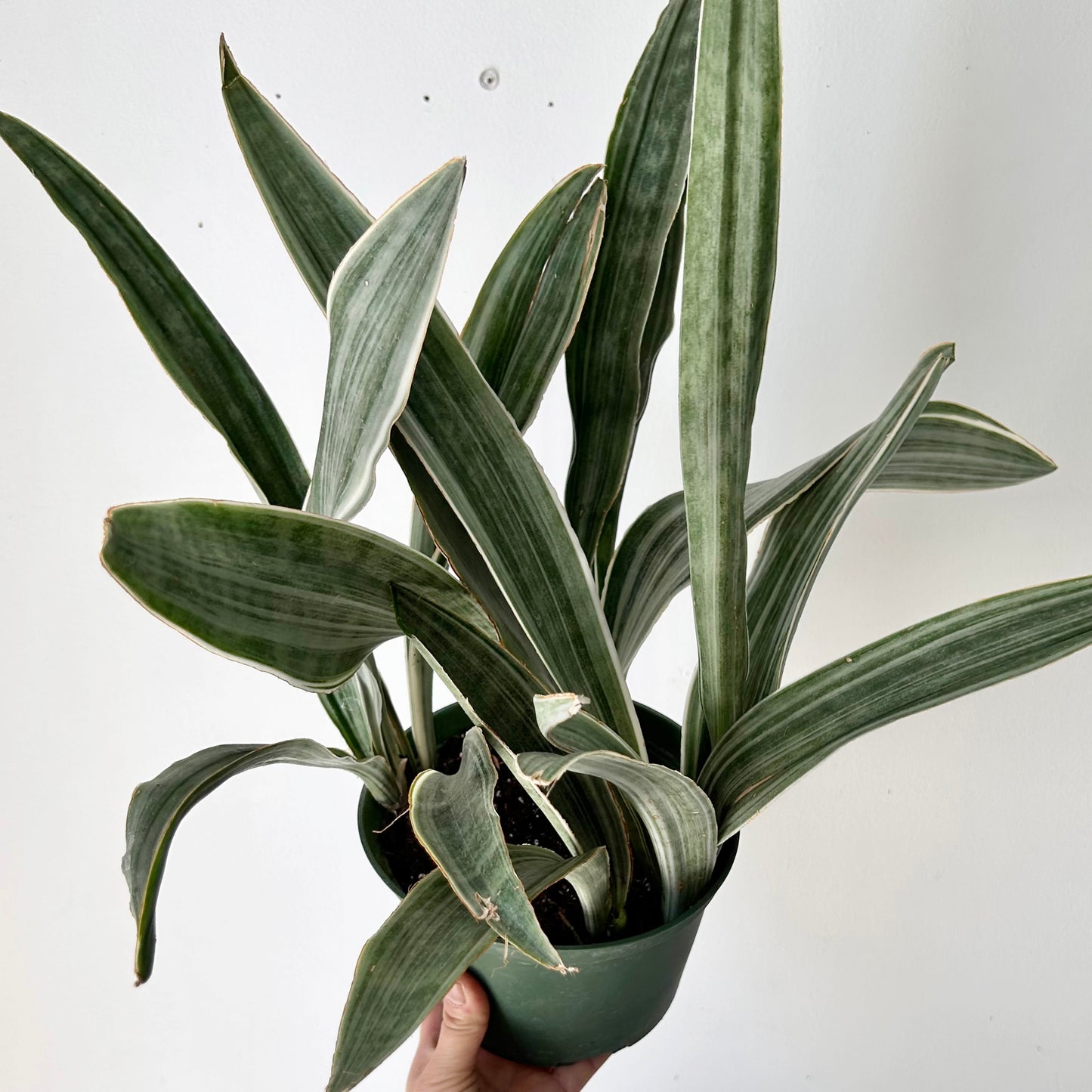 Sansevieria “Sayuri” 6” pot
