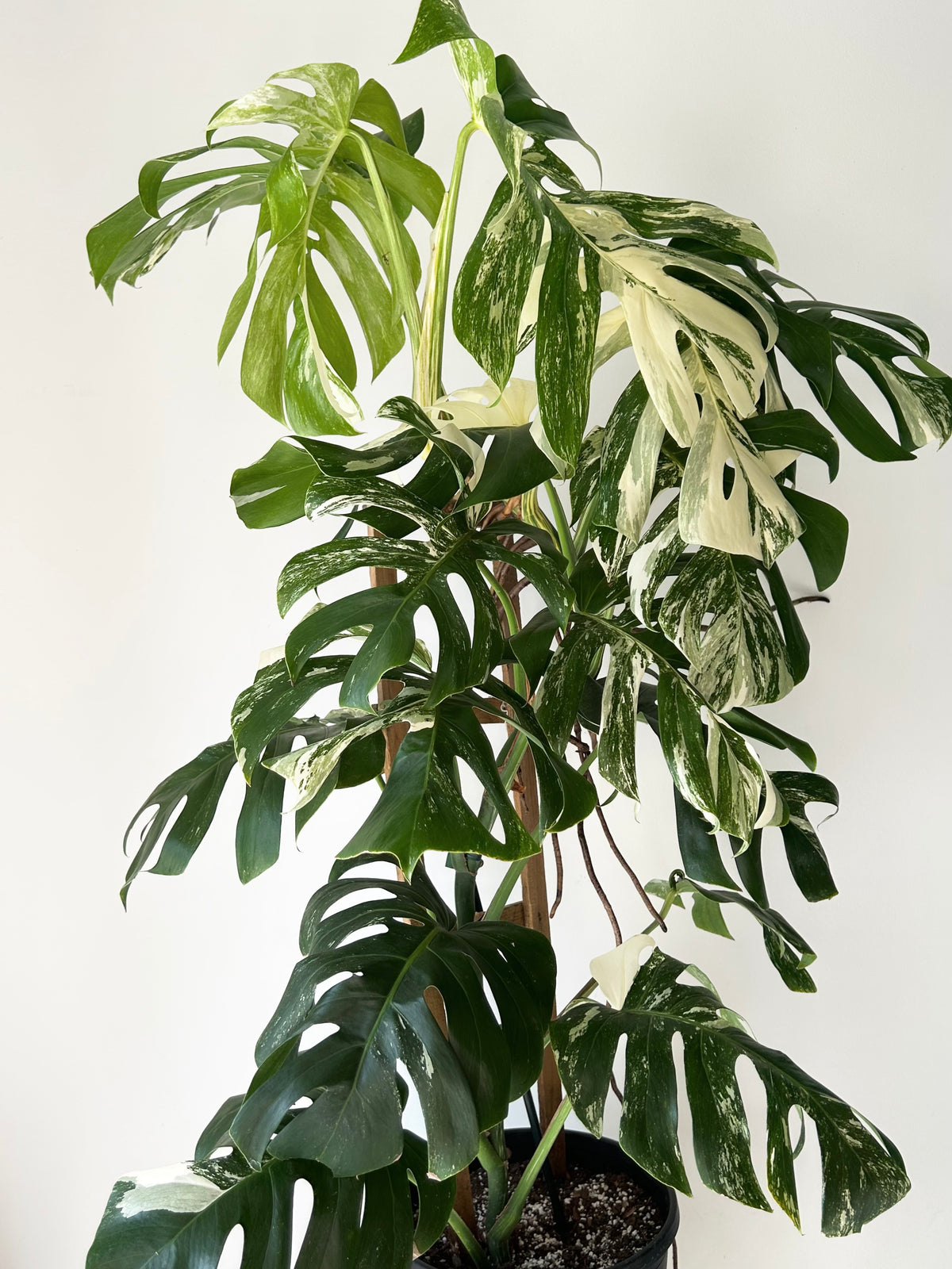 Monstera Albo Variegata (on trellis ) approximately 4ft tall in wood trellis in 10” pot