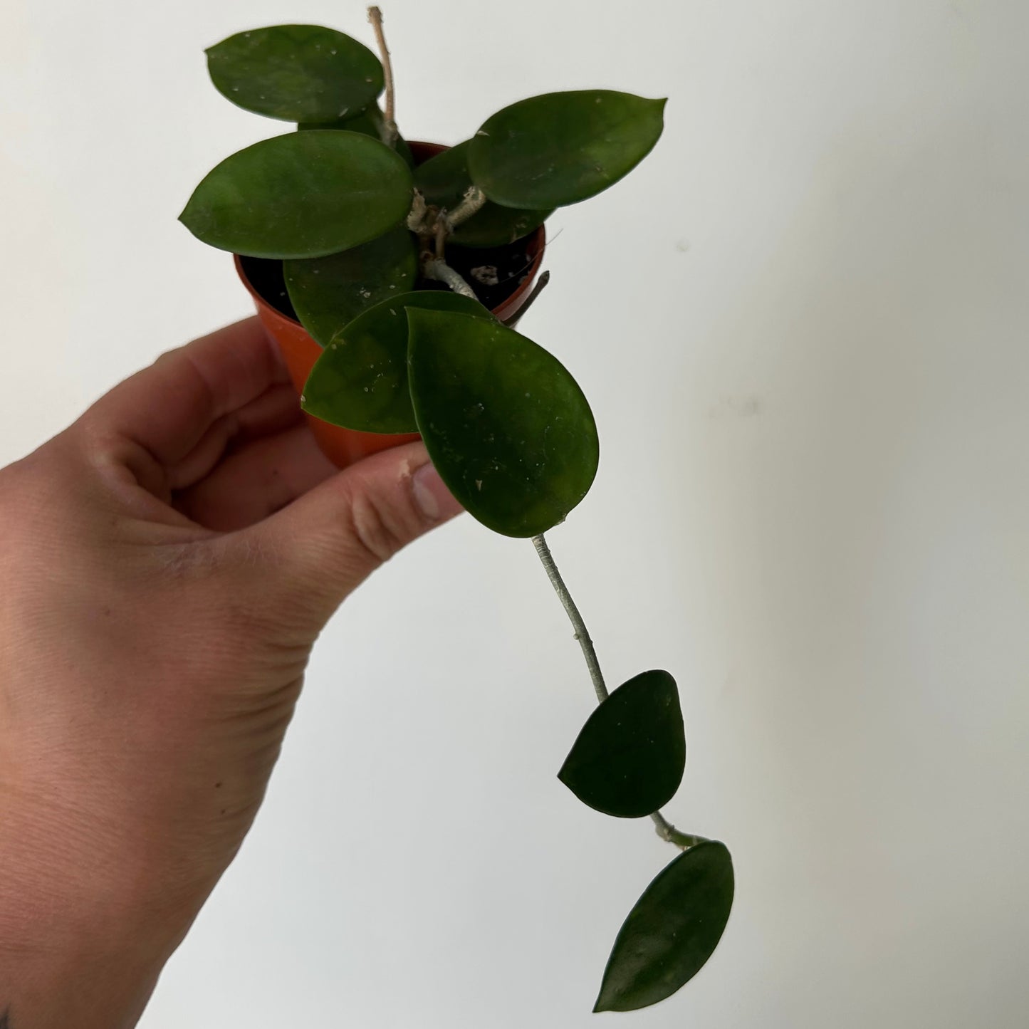 Hoya Chuoke (H.CarnosaXH.serpens) 2.5”pot