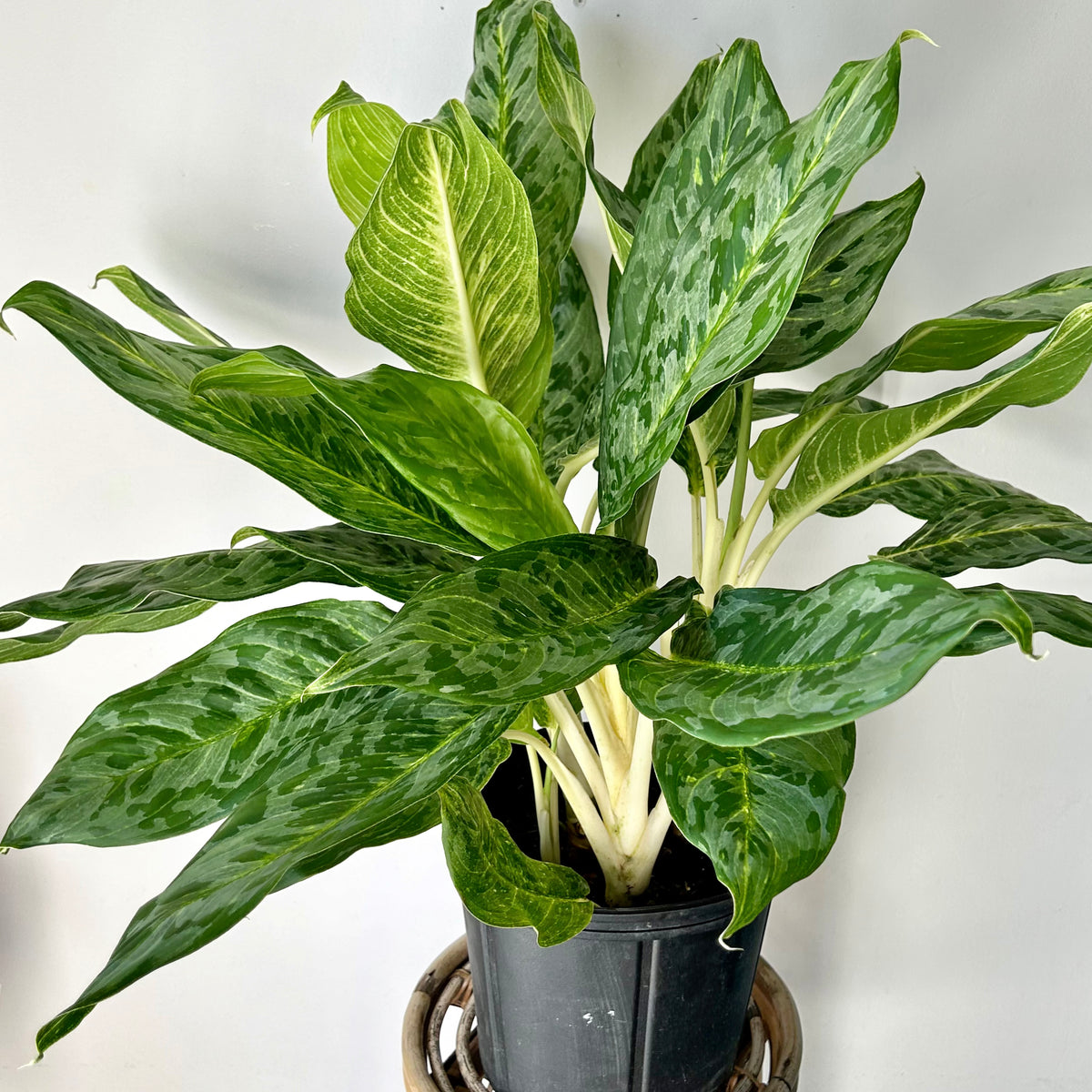 Aglaonema Pavo 10” pot