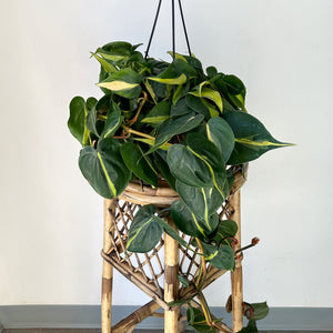 Philodendron Brazil 6” hanging basket